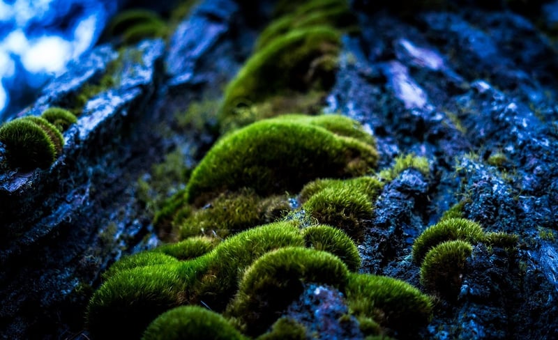 Mystical Plant Growth
