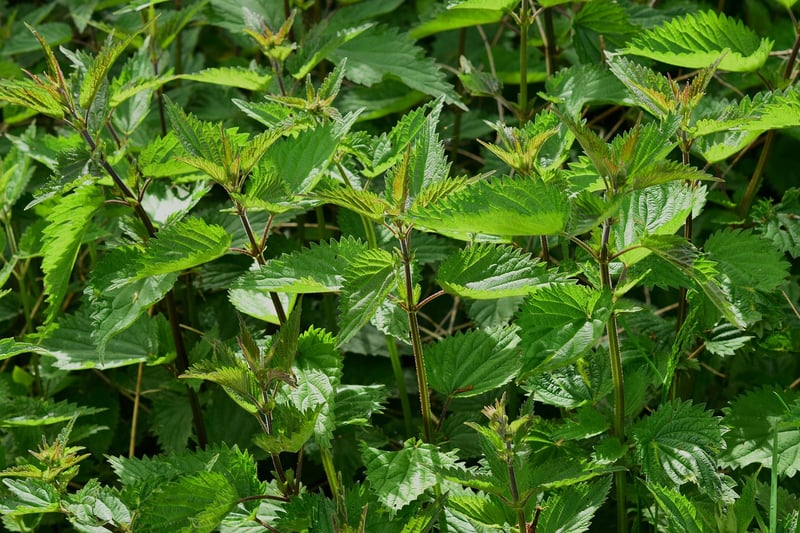 Witchcraft Herbs