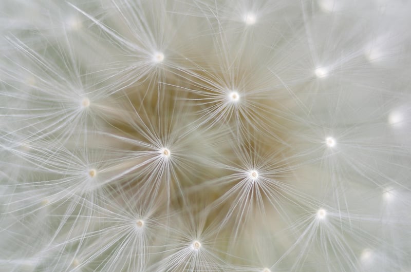 Dandelion