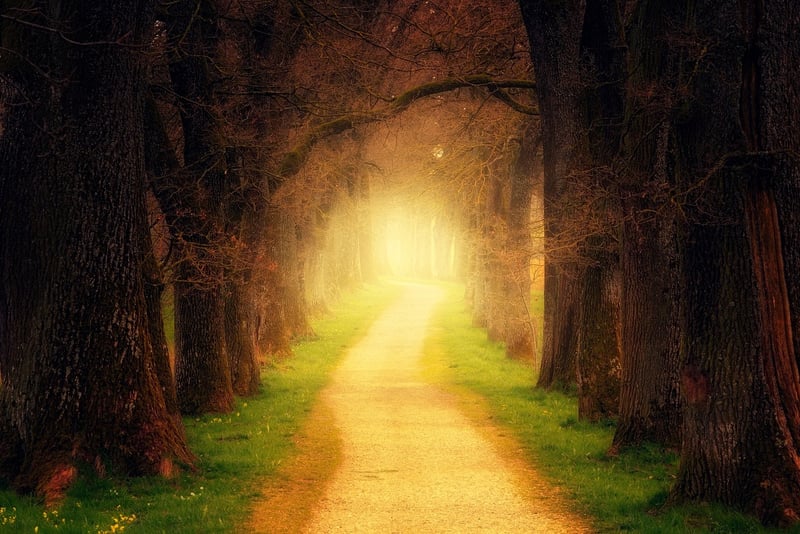 Fantasy Forest Path